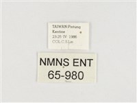 小紫斑蝶藏品圖，第3張