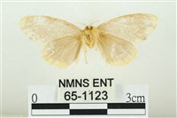 黑翅黃毒蛾藏品圖，第2張