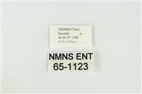 黑翅黃毒蛾藏品圖，第3張