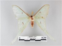 姬長尾水青蛾藏品圖，第2張