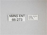 姬長尾水青蛾藏品圖，第3張