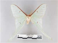 姬長尾水青蛾藏品圖，第1張