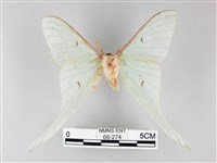 姬長尾水青蛾藏品圖，第2張