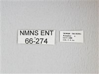 姬長尾水青蛾藏品圖，第3張