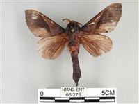 大褐斑枯葉蛾藏品圖，第1張