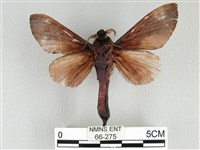 大褐斑枯葉蛾藏品圖，第2張