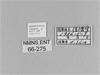 大褐斑枯葉蛾藏品圖，第3張