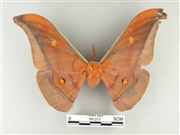 紅目天蠶蛾藏品圖，第1張