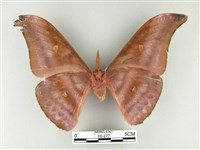 紅目天蠶蛾藏品圖，第2張