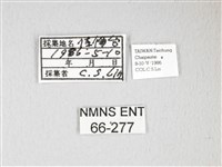 紅目天蠶蛾藏品圖，第3張