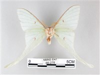 姬長尾水青蛾藏品圖，第2張