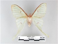 姬長尾水青蛾藏品圖，第1張