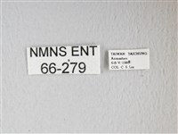 姬長尾水青蛾藏品圖，第3張