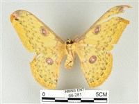 黃豹天蠶蛾藏品圖，第2張