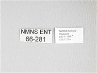 黃豹天蠶蛾藏品圖，第3張