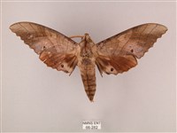 栗六點天蛾藏品圖，第1張