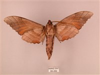 栗六點天蛾藏品圖，第2張