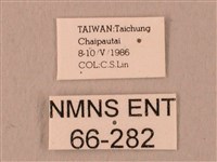 栗六點天蛾藏品圖，第3張