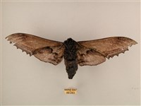 臺灣鋸翅天蛾藏品圖，第2張