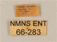 臺灣鋸翅天蛾藏品圖，第3張