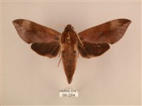 背中白天蛾藏品圖，第1張