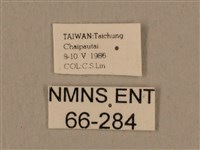 背中白天蛾藏品圖，第3張