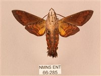 黃斑長喙天蛾藏品圖，第2張