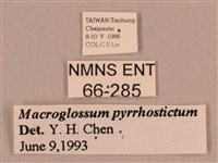 黃斑長喙天蛾藏品圖，第3張