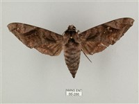 全緣缺角天蛾藏品圖，第1張