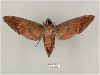 全緣缺角天蛾藏品圖，第2張