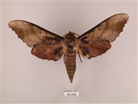 栗六點天蛾藏品圖，第1張