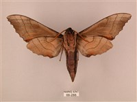 栗六點天蛾藏品圖，第2張