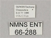 栗六點天蛾藏品圖，第3張