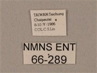 裂斑鷹翅天蛾藏品圖，第3張