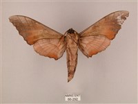 栗六點天蛾藏品圖，第2張