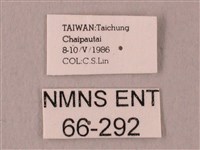 栗六點天蛾藏品圖，第3張