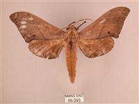 直翅六點天蛾藏品圖，第1張