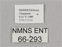 直翅六點天蛾藏品圖，第3張