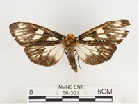 巨網燈蛾藏品圖，第1張