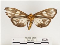 巨網燈蛾藏品圖，第2張