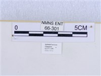 巨網燈蛾藏品圖，第3張