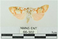 臺雪苔蛾藏品圖，第1張