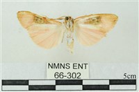 臺雪苔蛾藏品圖，第2張