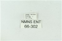 臺雪苔蛾藏品圖，第3張