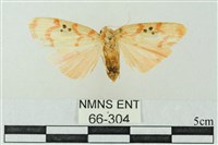 臺雪苔蛾藏品圖，第1張