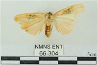 臺雪苔蛾藏品圖，第2張