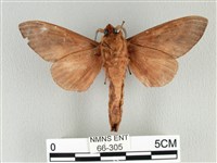 大褐斑枯葉蛾藏品圖，第2張