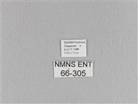 大褐斑枯葉蛾藏品圖，第3張