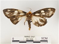 巨網燈蛾藏品圖，第1張