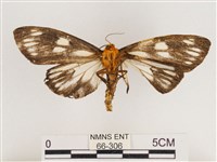 巨網燈蛾藏品圖，第2張